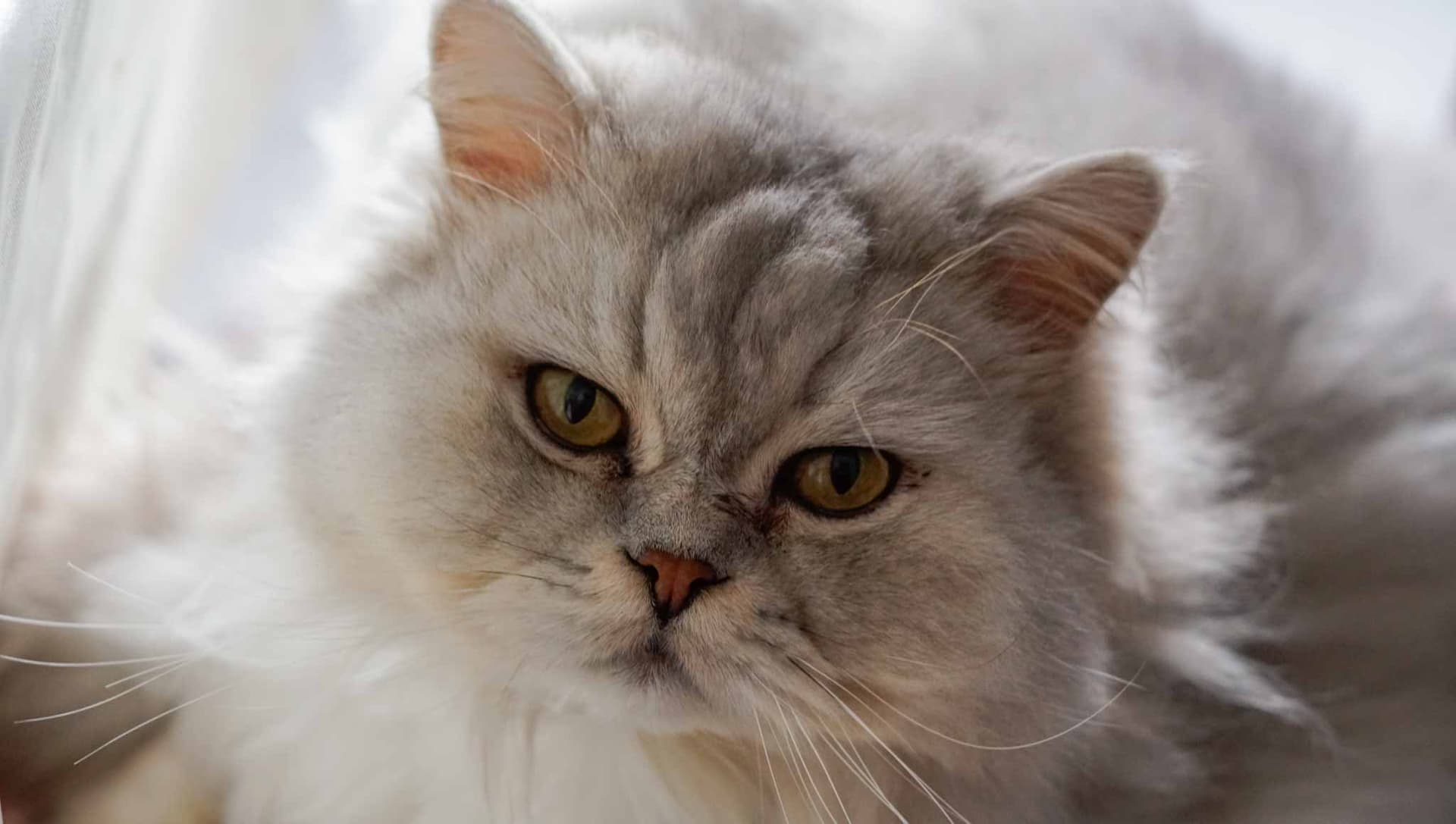 Portrait – Verbindung